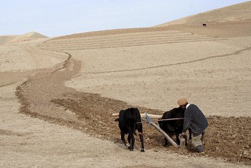 An Afghan farmer ploughs field