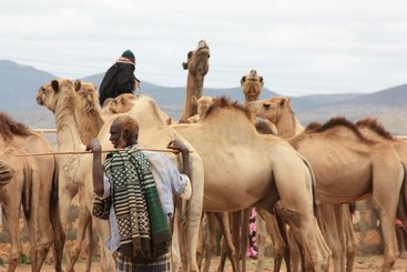 A camel trader with his herd in a Somali Region livestock market.