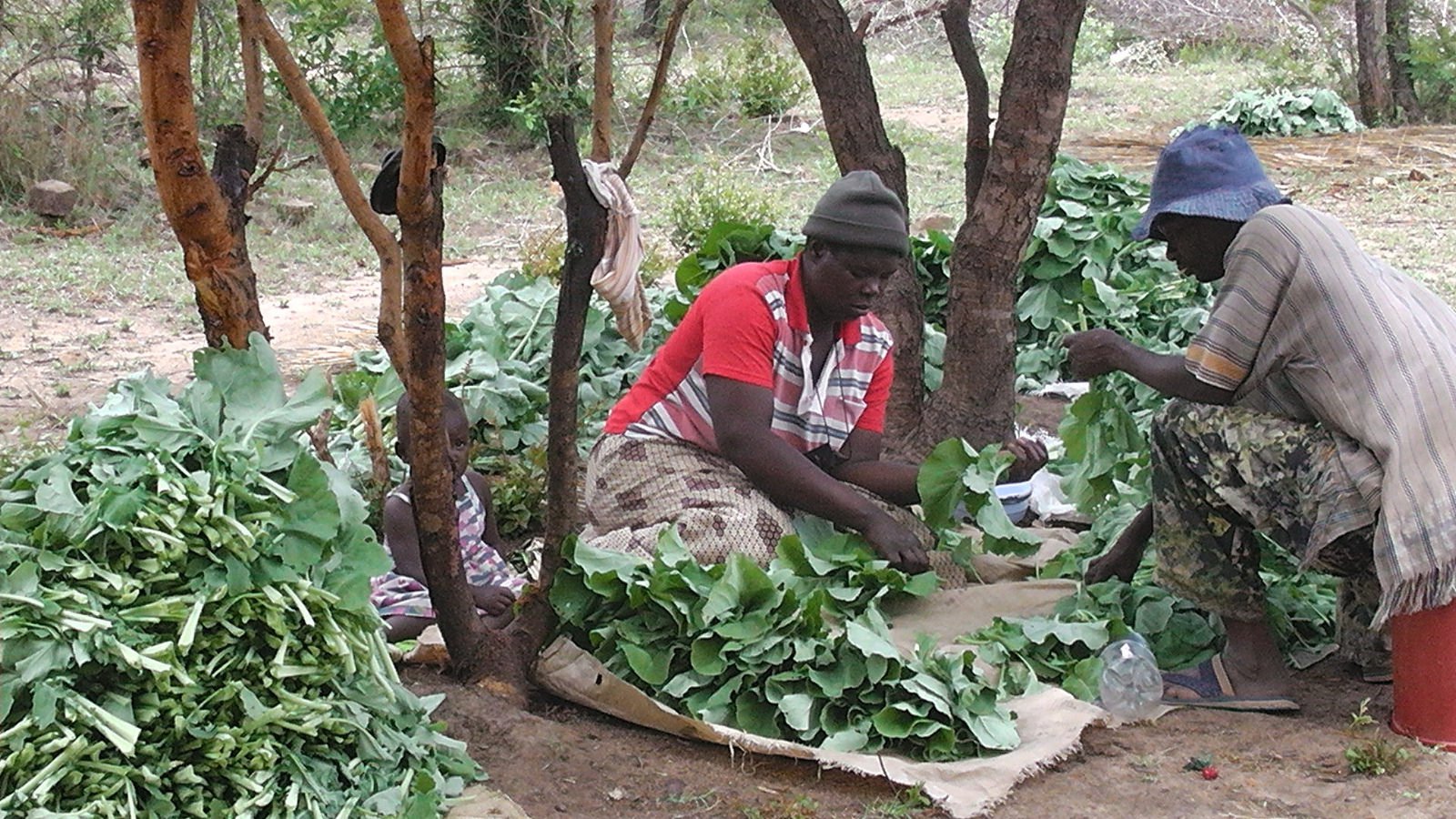 Grading vegetables for market, Zimbabwe, 2012. Photo: Pascal Manyakaidze (CC BY 2.0)