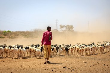A man in the foreground infront of a heard of sheep on a dusty path with shrubbery and electricity pylons in the distance