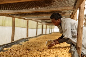 Coffee producer ethiopia