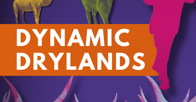 Dynamic Drylands - artwork