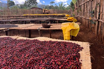 Ethiopian coffee cherries lying to dry in the sun in a drying station on raised bamboo beds.