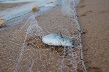 Illegal fishing | Ollie Harridge, Flickr
