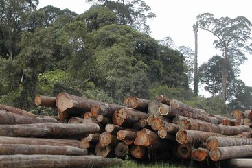 A pile of logs in Sandakan, Malaysia.