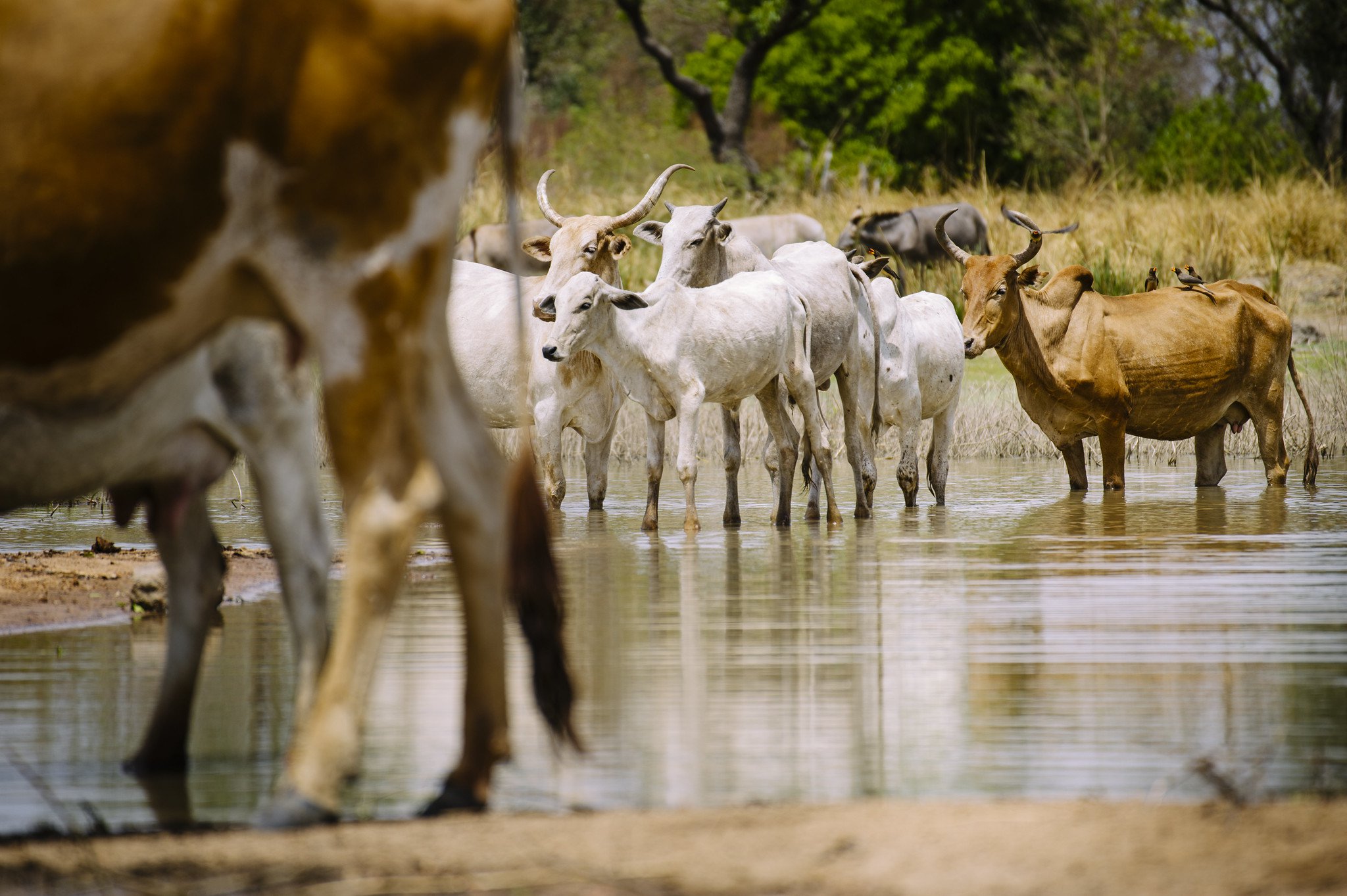  Cattle cool down in a reservoir, often the last water point during the hottest and driest months of the year, in Zorro village, Burkina Faso