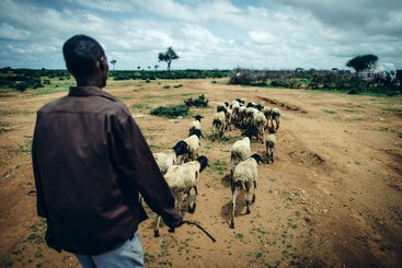 Pastoralist herding his livestock in Ethiopia, May 2016.