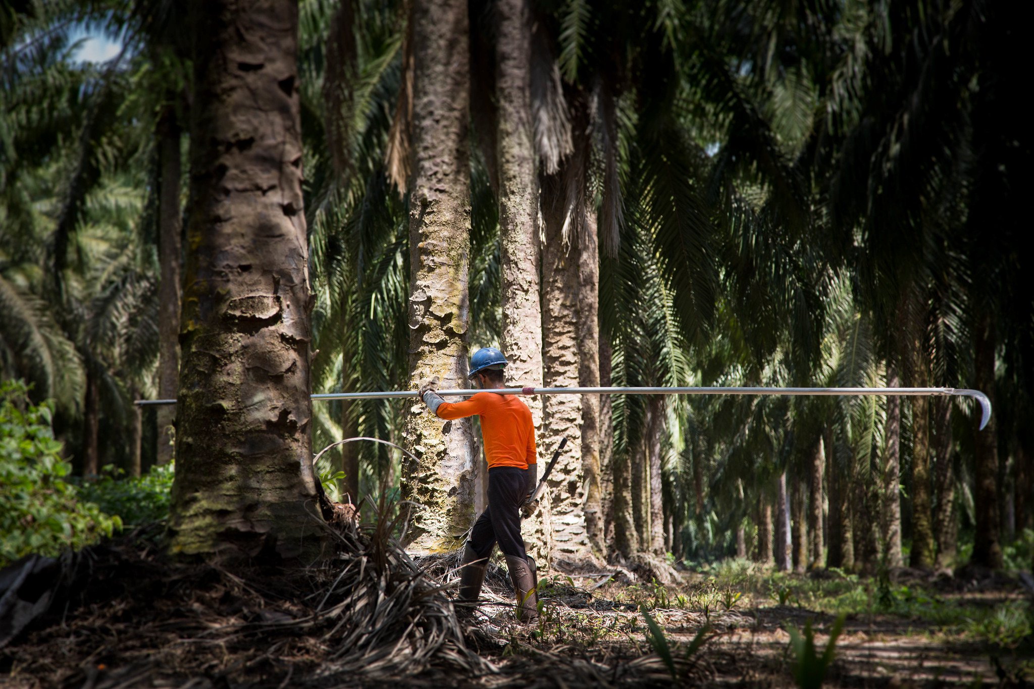 Palm oil factory worker, Brazil