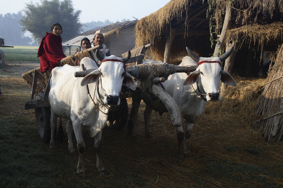 A family leaves for the fields from a Tharu homestead on their bullock cart