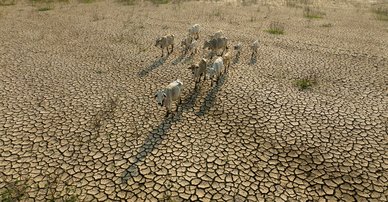 Climate change and livestock
